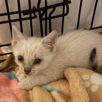 Blanca -  Siamese and Domestic Short Hair Cat for Adoption in Calimesa, California - Blanca | PetCurious