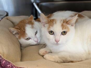 Domestic Short Hair Cats Available for Adoption - Lumi & Yule BONDED PAIR | PetCurious