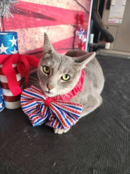Gracie -  Domestic Short Hair Cat for Adoption in Corpus Christi, Texas - Gracie | PetCurious