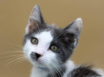 Jorge -  Domestic Short Hair Cat for Adoption in Portland, Oregon - Jorge | PetCurious