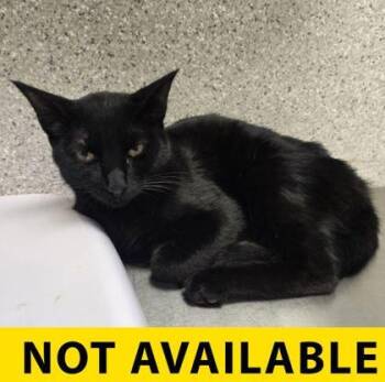 Cold Brew -  Domestic Short Hair Cat for Adoption in Eugene, Oregon - Cold Brew | PetCurious