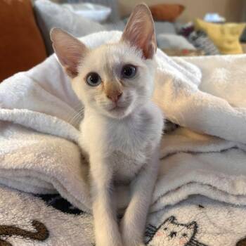 Morgan -  Siamese and Domestic Short Hair Cat for Adoption in San Antonio, Texas - Morgan | PetCurious