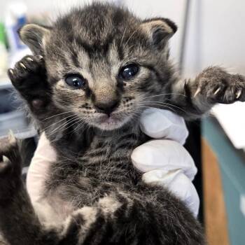 Jacklyn -  Domestic Short Hair Cat for Adoption in Clearwater, Florida - Jacklyn | PetCurious