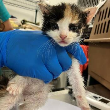 Sunday Kinda Love -  Domestic Short Hair Cat for Adoption in Boulder, Colorado - Sunday Kinda Love | PetCurious