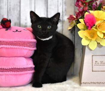 Hadley -  Domestic Short Hair Cat Available for Adoption in Roanoke, Texas - Hadley | PetCurious