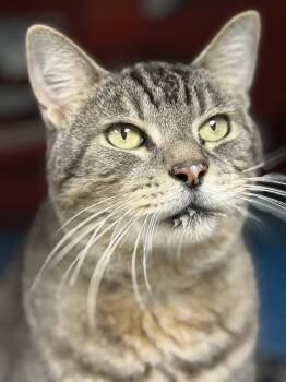 Domestic Short Hair Cats Available for Adoption - Harold | PetCurious