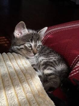 Domestic Short Hair Cats Available for Adoption in Burbank, California - CARDBOARD | PetCurious