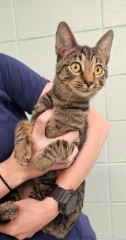 Perry -  Domestic Short Hair Cat for Adoption in Athens, Tennessee - Perry | PetCurious