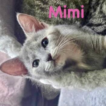 Mimi -  Domestic Short Hair Cat for Adoption in Reston, Virginia - Mimi | PetCurious