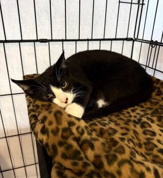 Tombow -  Domestic Short Hair Cat for Adoption in Cincinnati, Ohio - Tombow | PetCurious