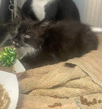 Cascadia -  Domestic Medium Hair and Domestic Short Hair Cat for Adoption in Roseville, California - Cascadia | PetCurious