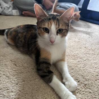 Domestic Short Hair Cats Available for Adoption in Madison, Wisconsin - Beans | PetCurious