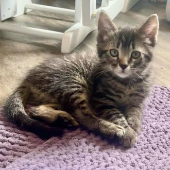 Domestic Short Hair Cats Available for Adoption in Urbandale, Iowa - Woody | PetCurious