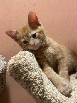 Beignet -  Tabby and Domestic Short Hair Cat for Adoption in Kenosha, Wisconsin - Beignet | PetCurious