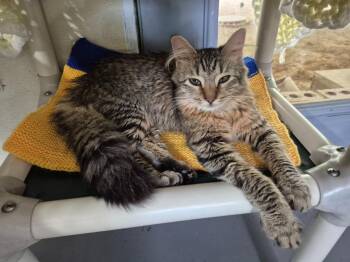 Teresa -  Domestic Medium Hair Cat for Adoption in Pittsboro, North Carolina - Teresa | PetCurious