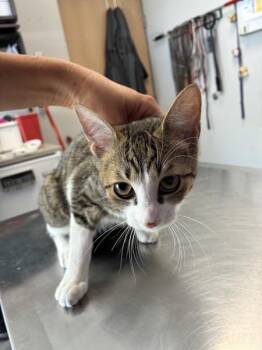 *Buckle* -  Domestic Short Hair Cat for Adoption in Salt Lake City, Utah - *Buckle* | PetCurious