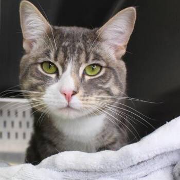 Noel -  Domestic Short Hair Cat for Adoption in Hopkinton, Massachusetts - Noel | PetCurious