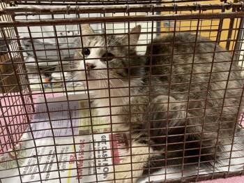Domestic Medium Hair Cats Available for Adoption in Modesto, California - A610046 | PetCurious