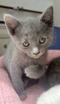 Velvet -  Domestic Short Hair Cat for Adoption in Oriental, North Carolina - Velvet | PetCurious