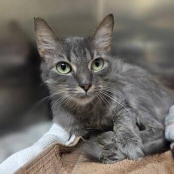 Lindsay -  Domestic Short Hair Cat for Adoption in Westland, Michigan - Lindsay | PetCurious