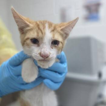 Burger -  Domestic Short Hair Cat for Adoption in Incline Village, Nevada - Burger | PetCurious