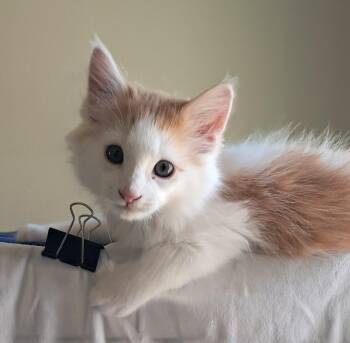 Basil Mousebone -  Domestic Long Hair Cat for Adoption in Villa Park, California - Basil Mousebone | PetCurious