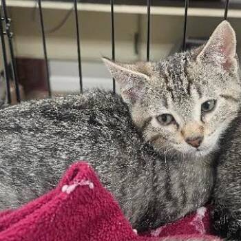 Bubbles -  Domestic Short Hair Cat for Adoption in Starkville, Mississippi - Bubbles | PetCurious