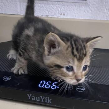 Domestic Short Hair Cats Available for Adoption in Ardmore, Oklahoma - Tornado | PetCurious