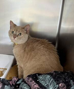 Rose -  Domestic Short Hair Cat for Adoption in Petersburg, Virginia - Rose | PetCurious
