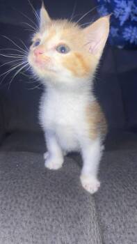 Peanut -  Domestic Short Hair Cat for Adoption in Johnson City, Tennessee - Peanut | PetCurious