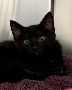 Banff -  Domestic Short Hair Cat for Adoption in Novato, California - Banff | PetCurious