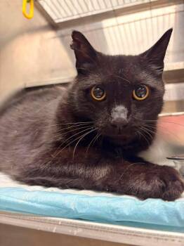 Chavelo -  Domestic Short Hair Cat for Adoption in Greensburg, Indiana - Chavelo | PetCurious