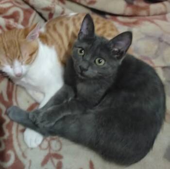 Russian Blue Cats Available for Adoption in Wolcott, Connecticut - Anubis | PetCurious