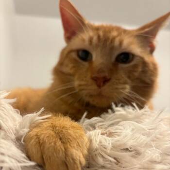 Socrates -  Domestic Short Hair Cat for Adoption in Holly, Michigan - Socrates | PetCurious
