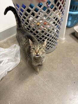 Rescue Domestic Short Hair Cats for Adoption in Zimmerman, Minnesota - Flora | PetCurious