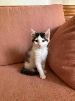 Jimmy -  Domestic Medium Hair Cat for Adoption in Salisbury, North Carolina - Jimmy | PetCurious