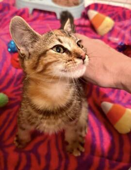 GoT:  Ceresei Lannister -  Tabby and Calico Cat for Adoption - GoT:  Ceresei Lannister | PetCurious
