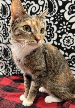 Rescue Domestic Short Hair Cats for Adoption in Villa Park, California - Flower | PetCurious