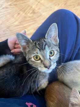 Brookite "Brook -  Domestic Short Hair Cat for Adoption in Millcreek, Utah - Brookite "Brook | PetCurious