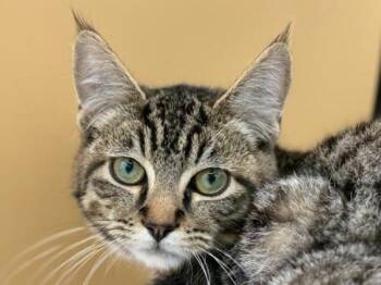Bram -  Domestic Short Hair Cat for Adoption in Portland, Oregon - Bram | PetCurious