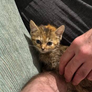 Domestic Short Hair Cats Available for Adoption in Silver Spring, Maryland - Pebbles (Available 5/23) | PetCurious