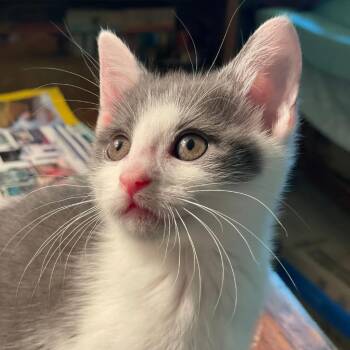 Fiona -  American Shorthair Cat for Adoption in Franklin, Tennessee - Fiona | PetCurious