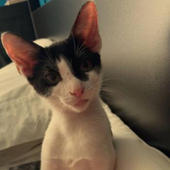 Brennan -  Domestic Short Hair Cat for Adoption in Valdosta, Georgia - Brennan | PetCurious