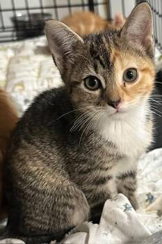 Twix -  Domestic Short Hair Cat for Adoption in New York, New York - Twix | PetCurious