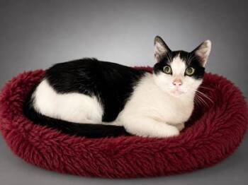 Bingo -  Domestic Short Hair Cat for Adoption in Bowling Green, Kentucky - Bingo | PetCurious