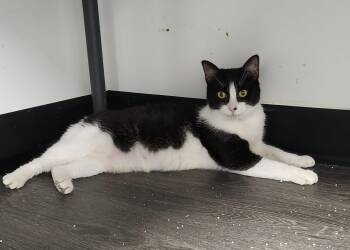 Velcro -  Domestic Short Hair Cat for Adoption in Herndon, Virginia - Velcro | PetCurious