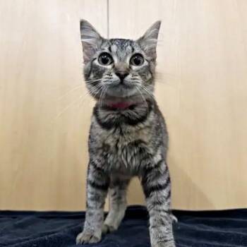 Miss Langtree -  Domestic Short Hair Cat for Adoption in Brentwood, Missouri - Miss Langtree | PetCurious