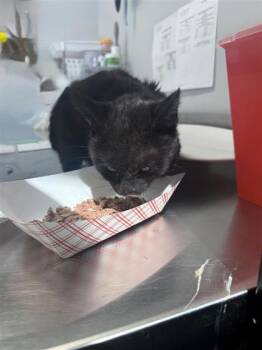 Domestic Short Hair Cats Available for Adoption in West Chester, Pennsylvania - Meadow | PetCurious