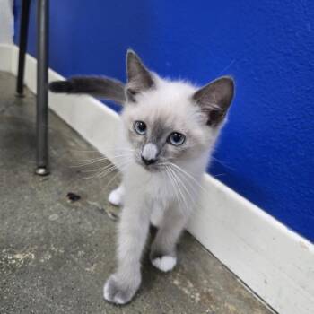 Mario -  Domestic Short Hair Cat for Adoption in Los Angeles, California - Mario | PetCurious