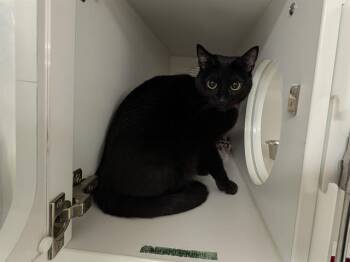 PEACH -  Domestic Short Hair Cat for Adoption in Kent, Washington - PEACH | PetCurious